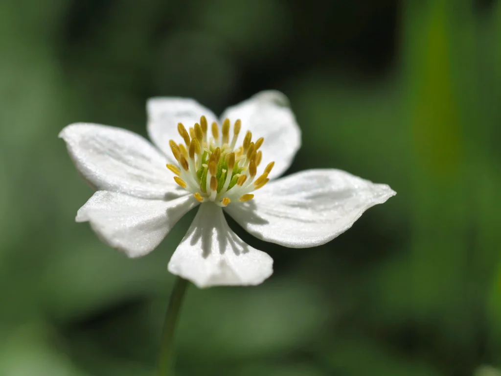 Anémone à fleur de narcisse blanche macro photographie 40-150mm étamines dorées fleur sauvage printemps