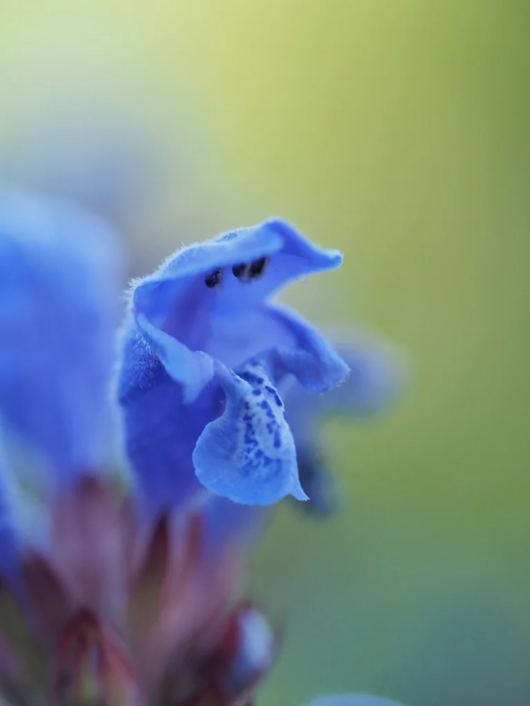 Dracocephalum tête dragon fleur violette épis macro photographie plante aromatique rare