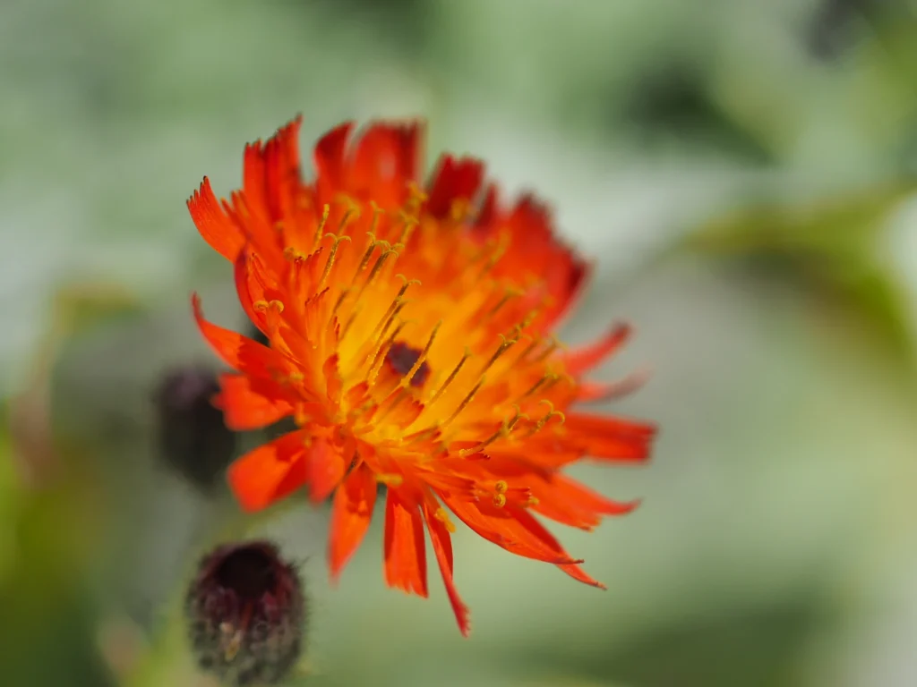 Piloselle orangée Hieracium aurantiacum fleur orange vif macro photographie montagne prairie