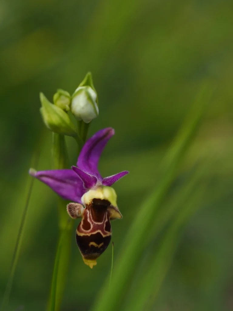 Orchidée Abeille Ophrys - Macrophotographie Orchidées Sauvages France Orchidée abeille Ophrys apifera mimétisme fleur sauvage macro photographie orchidée rare France