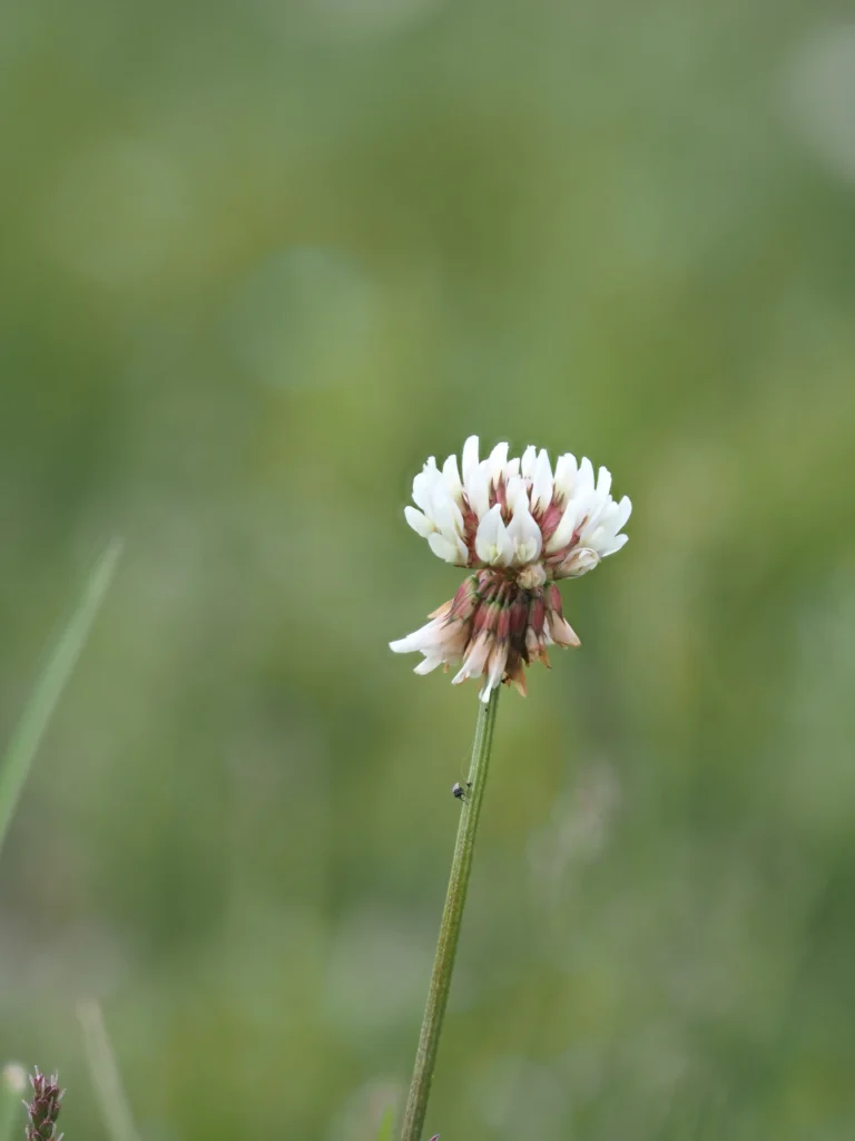 Trèfle Blanc - Macrophotographie Plantes Mellifères Comestibles France Trèfle blanc Trifolium repens fleurs blanches mellifère macro photographie prairie comestible