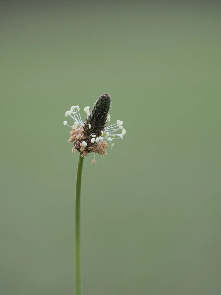 Plantain Lancéolé - Macrophotographie Plantes Sauvages Comestibles France Plantain lancéolé Plantago lanceolata épis floraux macro photographie fleur sauvage comestible