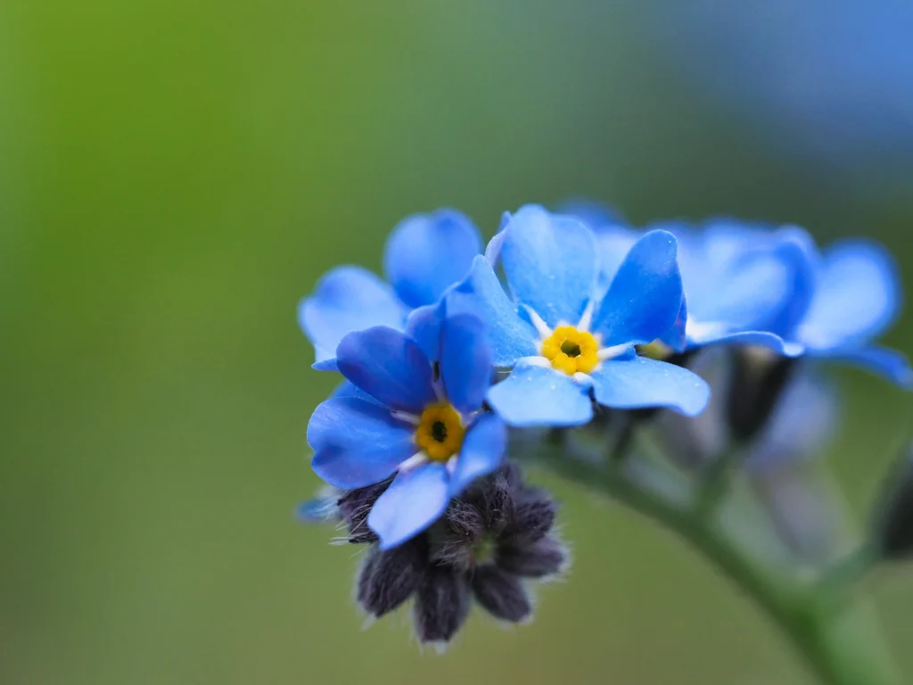 Myosotis bleu fleur 5 pétales coeur jaune macro photographie ne m'oubliez pas printemps