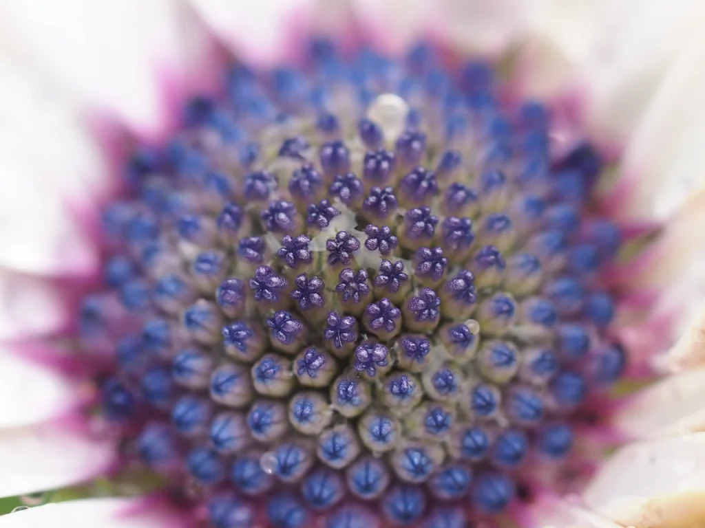 Marguerite Africaine - Macrophotographie Cœur Floral Jardin Vivace Coeur marguerite africaine Osteospermum macro étamines centre fleur jardin vivace colorée