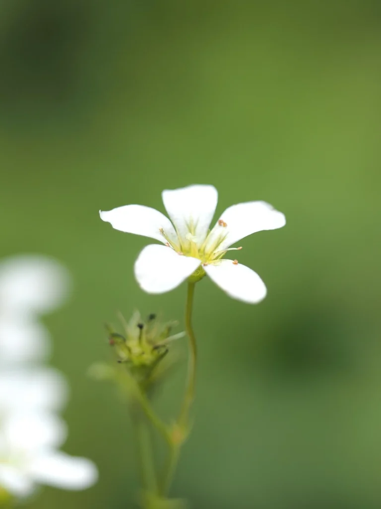 Stellaire Holostée - Macrophotographie Fleurs Blanches Forêt France Stellaire holostée Stellaria holostea fleur blanche 5 pétales échancrés macro photographie printemps