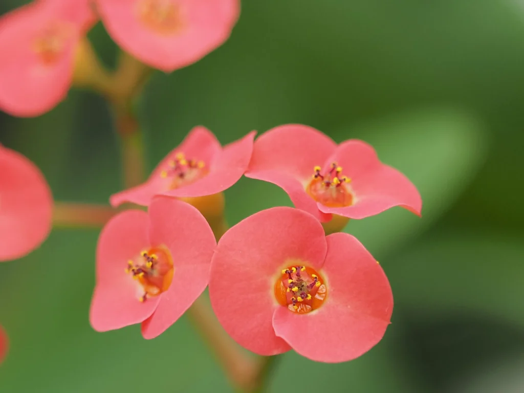 Euphorbe Épurge - Macrophotographie Plante Anti-Taupes Naturelle Jardin Euphorbe épurge Euphorbia lathyris plante répulsive taupe macro photographie jardin naturel