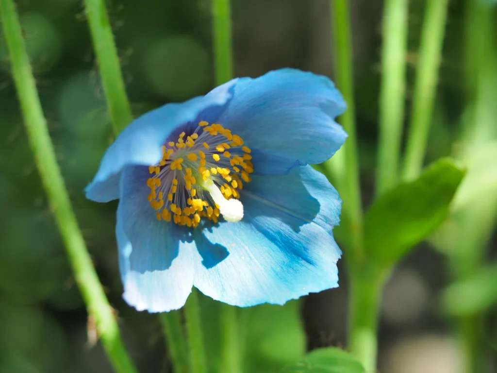 Pavot bleu Himalaya Meconopsis betonicifolia fleur rare bleue macro photographie jardin collection
